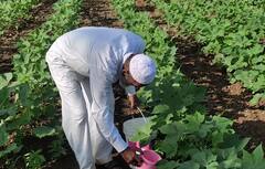 थेंब-थेंब पाणी टाकून पिकं जगवण्यासाठी बळीराजाची धरपड, पाहा फोटो