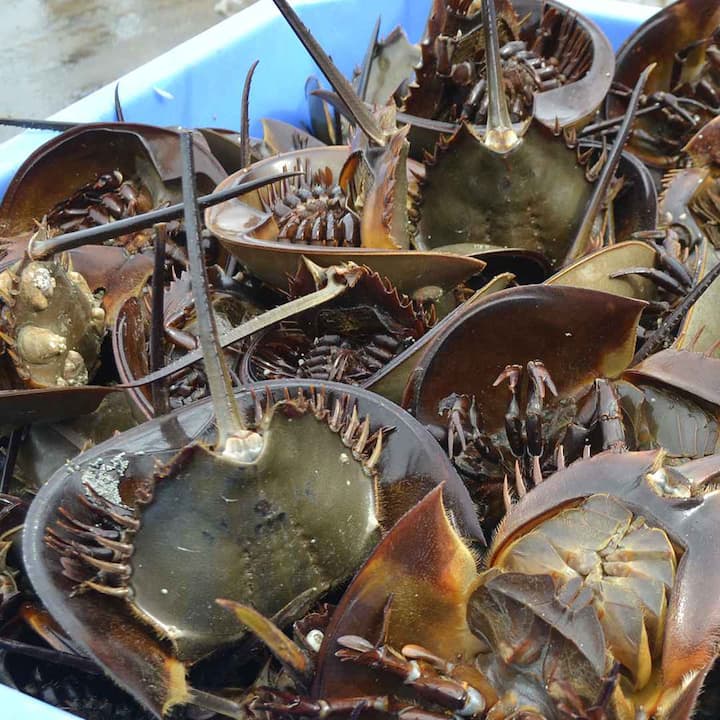 ਘੋੜੇ ਵਰਗੀ ਦਿੱਖ ਕਰਕੇ ਇਸ ਦਾ ਨਾਂ Horseshoe Crab ਰੱਖਿਆ ਗਿਆ ਸੀ। ਇਸ ਦੇ ਖੂਨ ਨੂੰ ਅੰਮ੍ਰਿਤ ਮੰਨਿਆ ਜਾਂਦਾ ਹੈ, ਕਿਉਂਕਿ ਇਸ ਦੇ ਜ਼ਰੀਏ ਸਰੀਰ ਵਿਚ ਮੌਜੂਦ ਖਰਾਬ ਬੈਕਟੀਰੀਆ ਦੀ ਪਛਾਣ ਕੀਤੀ ਜਾਂਦੀ ਹੈ।