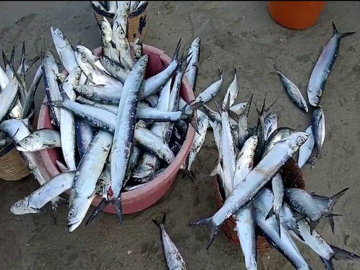 मात्र बाजारात कर्लीच्या दराचे घसरते आकडे पाहून मच्छिमारांच्या आनंदावर विरजण पडले.