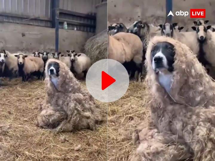Dog hidden among sheeps people called CIA agent viral video on social media Viral Video: भेड़ों के झुंड के बीच बड़ी चालाकी से छिपा था डॉग, लोगों ने बताया CIA एजेंट- वायरल वीडियो