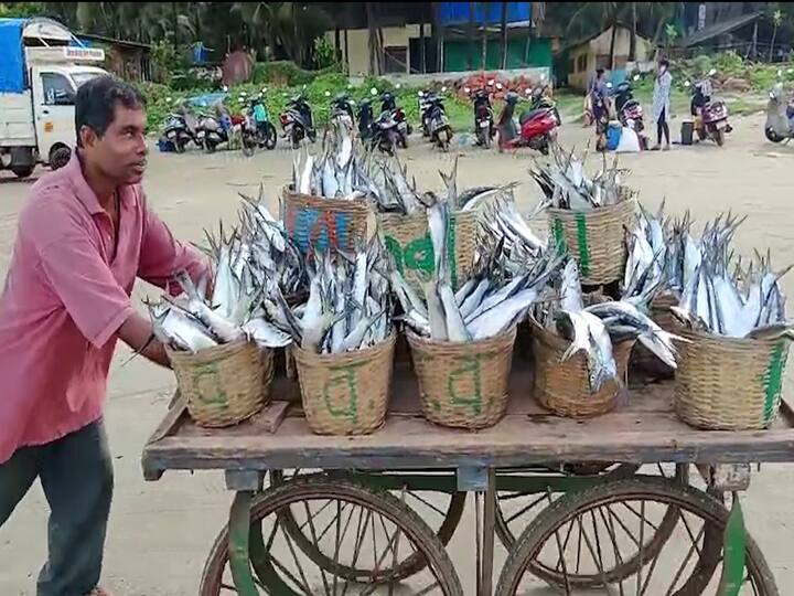 दरम्यान नारळी पौर्णिमेनंतर माशांची आवक आणखी वाढू शकेल अशी शक्यता आहे.