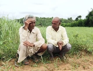 Rajkot Rain News: kharif pak will be dry due to not rain comes last 40 days in saurashtra Rain News: 40 દિવસથી વરસાદ ખેંચાતા સૌરાષ્ટ્રના ખેડૂતોમાં ચિંતા, આ પાકો સુકાયા, ઉત્પાદન ઘટવાની ભીતિ