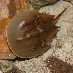 Horseshoe Crab Blood: ਇਸ ਵਿਲੱਖਣ ਜੀਵ ਦਾ ਖੂਨ ਮੰਨਿਆ ਜਾਂਦਾ ਹੈ ਅੰਮ੍ਰਿਤ, ਕੀਮਤ ਜਾਣ ਹੋ ਜਾਓਗੇ ਹੈਰਾਨ