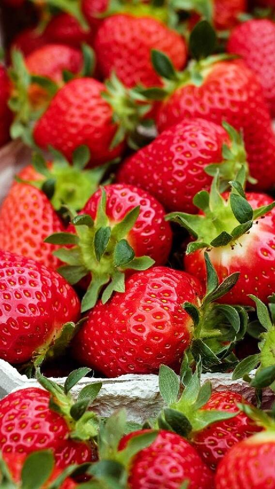 રોગોથી મુક્ત રાખશે આ ફળો