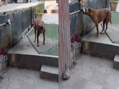 Woman Helps Stray Dog Quench Thirst, Netizens Applaud Heartwarming Gesture