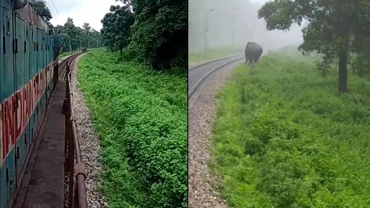 Collision With Elephants Could Be Averted At Two Places Due To Alertness Of Loco Pilots Alipurduar News:লোকো পাইলটের তৎপরতায় হাতির সঙ্গে দু'জায়গায় সংঘর্ষ এড়াল ২ ট্রেন