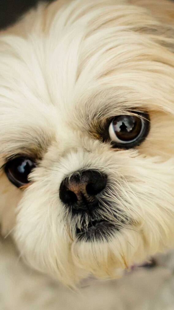 ਕੀ ਤੁਸੀਂ ਡੌਗ ਖਰੀਦਣ ਦਾ ਬਣਾ ਰਹੇ ਪਲਾਨ ਤਾਂ ਘਰ ਲਿਆਉਣ ਤੋਂ ਪਹਿਲਾਂ ਇਹ ਗੱਲਾਂ ਜ਼ਰੂਰ ਜਾਣ ਲੈਣੀਆਂ ਚਾਹੀਦੀਆਂ