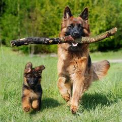 ਕੀ ਤੁਸੀਂ ਡੌਗ ਖਰੀਦਣ ਦਾ ਬਣਾ ਰਹੇ ਪਲਾਨ ਤਾਂ ਘਰ ਲਿਆਉਣ ਤੋਂ ਪਹਿਲਾਂ ਇਹ ਗੱਲ ਜ਼ਰੂਰ ਜਾਣ ਲੈਣੀ ਚਾਹੀਦੀ