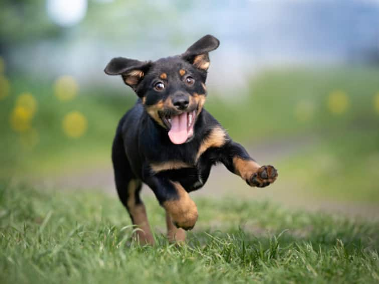 North India first dog park opens in Ludhiana Punjab you will be surprised to know the facilities Punjab News: लुधियाना में खुला उत्तर भारत का पहला डॉग पार्क, सुविधाएं जान आप रह जाएंगे हैरान