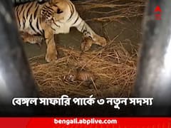 শোকের রেশ কাটিয়ে আনন্দের বহর, বেঙ্গল সাফারি পার্কে এল ৩ নতুন সদস্য