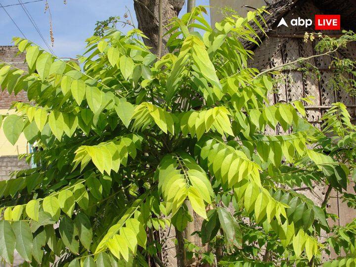 आंवला- आंवला का पौधा सेहत के लिहाज से बहुत अच्छा माना जाता है लेकिन वास्तु के हिसाब से इसे अच्छा नहीं माना जाता है. इससे घर की सुख-समृद्धि चली जाती है.