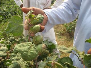 Agriculture ; ਨਰਮੇ ਦਾ ਵੱਧ ਝਾੜ ਪਾਉਣ ਲਈ ਅਪਣਾਓ ਆਹ ਤਰੀਕੇ, ਕਿਸਾਨ ਵੀ ਹੋਵੇਗਾ ਖੁਸ਼ਹਾਲ