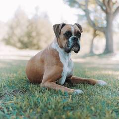 ਕੀ ਤੁਸੀਂ ਡੌਗ ਖਰੀਦਣ ਦਾ ਬਣਾ ਰਹੇ ਪਲਾਨ ਤਾਂ ਘਰ ਲਿਆਉਣ ਤੋਂ ਪਹਿਲਾਂ ਇਹ ਗੱਲ ਜ਼ਰੂਰ ਜਾਣ ਲੈਣੀ ਚਾਹੀਦੀ