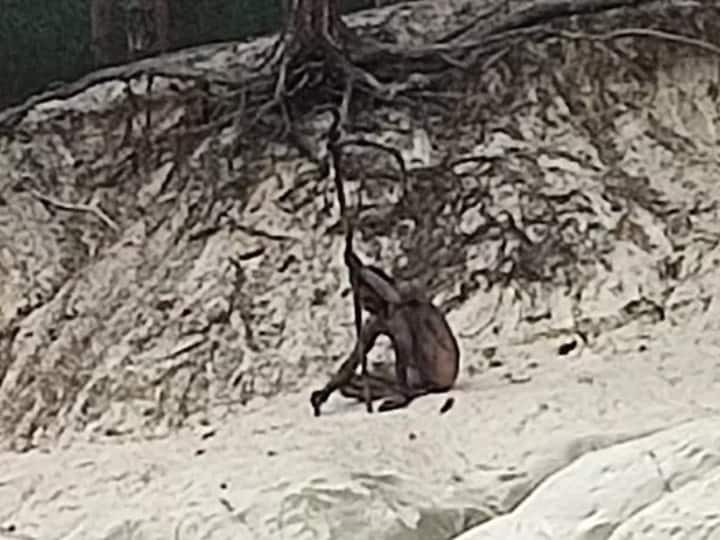 Wold man seen in roaming harz mountains in germany viral news जर्मनी के पहाड़ों पर नजर आया  Wolf Man, घूमने गए लोगों से हुई भिड़ंत, खबर पढ़कर रोंगटे खड़े हो जाएंगे