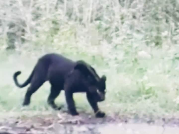 Amboli Ghat Black Panther: जैवविविधतेने नटलेल्या आंबोली घाट परिसरात काळ्या रंगाच्या बिबट्याचा वावर आढळून आला. त्याचे काही फोटो पाहूया...