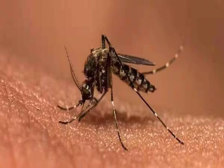 The Mumbai Municipal Corporation has confirmed one case of Zika virus in Chembur, Mumbai. Zika Virus: இந்தியாவில் பரவும் ஜிகா வைரஸ்.. அறிகுறிகள், சிகிச்சை முறைகள் என்ன? எப்படி தற்காத்துக்கொள்ளலாம்..