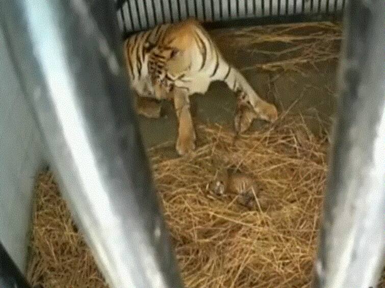  Tigress Gives Birth To 3 Cubs At Bengal Safari Park Near Siliguri WATCH Tigress Gives Birth To 3 Cubs At Bengal Safari Park Near Siliguri. WATCH