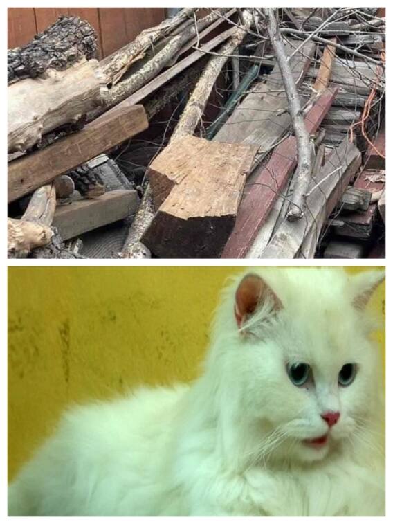 जानवरों से है बेहद प्यार? खोजकर दिखाएं इस तस्वीर में Cat