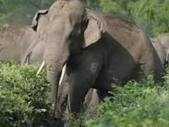 अम्बिकापुर में हाथियों का उत्पात, महिला को सूंड से उठा के पटका; हुई मौत