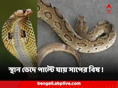 স্থান ভেদে পাল্টে যায় সাপের বিষ ! বিষধর সাপের কামড়ে চিকিৎসা করাবেন কীভাবে ?