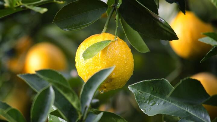 Multifarious Benefits Of Lemon:কেউ পছন্দ করেন, কারও আবার তেমন 'ফেভারিট' নয়। কিন্তু ব্যক্তিগত পছন্দ-অপছন্দ ব্যতিরেকে একটু খতিয়ে দেখলেই জানা যাবে, লেবু মানে স্বাস্থ্যের সর্বাঙ্গীন দেখভাল।