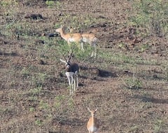 Manmad News :  मनमाडमध्ये माळरानावर हरणांची भटकंती, पाहा फोटो