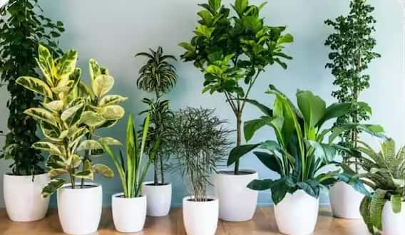 वास्तु टिप्स: भूलकर भी घर-आंगन में न लगाएं ये पौधा, गायब हो जाएगी सुख-समृद्धि
