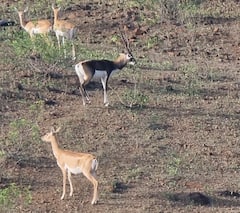 Manmad News :  मनमाडमध्ये माळरानावर हरणांची भटकंती, पाहा फोटो