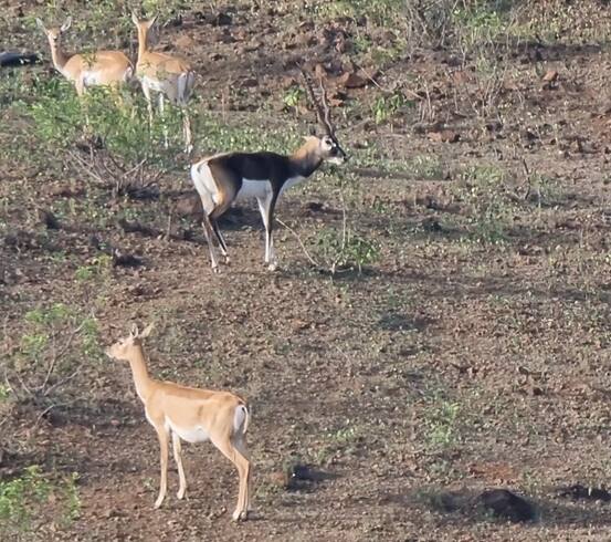 पण खेळणं, बागडणं यापेक्षा हरणांच्या झुंज यावेळी पाहायला मिळाल्या.