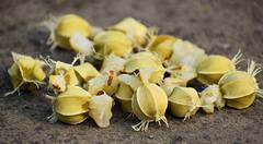 Amla Benefits:  केस काळे करण्यासाठी आवळा फायदेशीर, जाणून घ्या फायदे