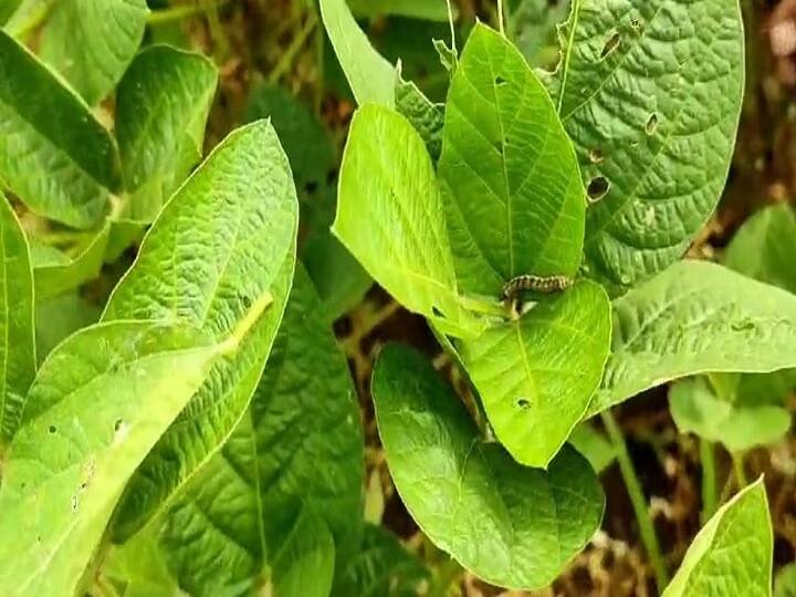 Kota Farmer stir due to outbreak of Caterpillar in Urad Soybean Agricultural Scientists Advice ann Rajasthan: इल्ली के प्रकोप से कोटा के किसानों में मचा हड़कंप, कृषि वैज्ञानिकों ने बचाव के लिए दी ये सलाह