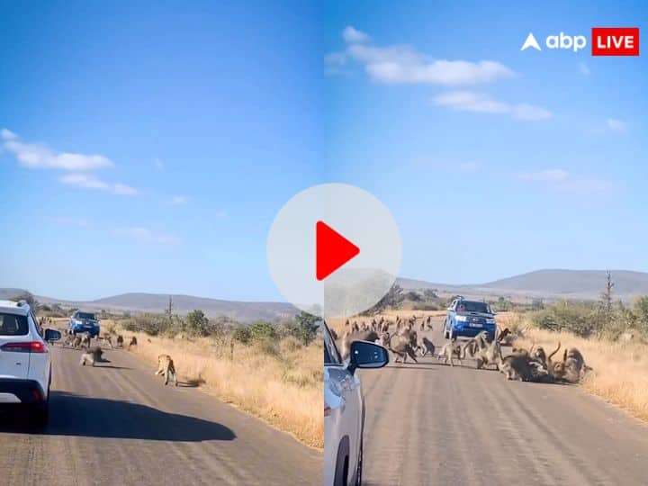 Baboons attack on leopard came to hunt funny video viral on social media शिकार करने आए तेंदुए को लंगूरों ने जड़े कई थप्पड़, सड़कों पर घसीटा... Video देख नहीं होगा यकीन