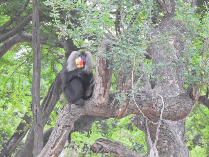 Vandalur Zoo: வண்டலூர் போறீங்களா..! வண்டலூரில் இருந்து வந்த அப்டேட் இதான்..! சரியா பிளான் பண்ணுங்க..!