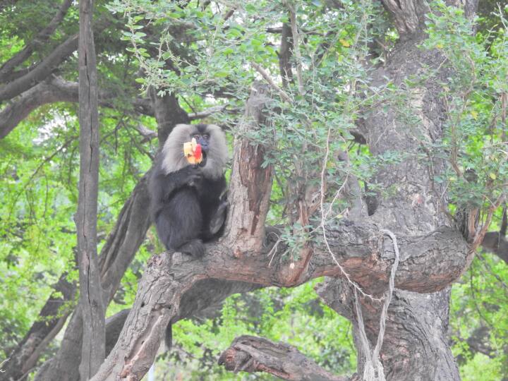 Chennai Vandalur Zoo has announced that it will be operational on the upcoming onam 2023 Vandalur Zoo: வண்டலூரில் டபுள் என்ஜாய்மென்ட் காத்து கிடக்கு.. அன்னிக்கு லீவு இல்லையா..? வெளியான ஸ்வீட் அறிவிப்பு!