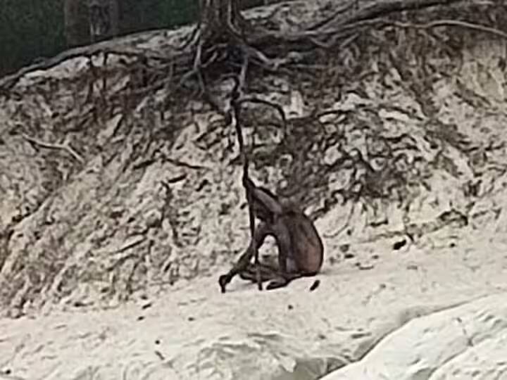 world man seen in roaming harz mountains in germany viral news Viral News: ਜਰਮਨੀ ਦੇ ਪਹਾੜਾਂ 'ਤੇ ਨਜ਼ਰ ਆਇਆ ਵੁਲਫ ਮੈਨ, ਸੈਰ ਕਰਨ ਗਏ ਲੋਕਾਂ ਨਾਲ ਭਿੜਿਆ, ਖ਼ਬਰ ਪੜ੍ਹ ਕੇ ਉੱਡ ਜਾਣਗੇ ਹੋਸ਼