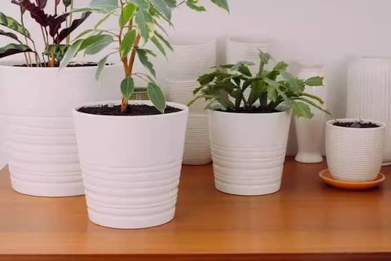 वास्तु टिप्स: भूलकर भी घर-आंगन में न लगाएं ये पौधा, गायब हो जाएगी सुख-समृद्धि