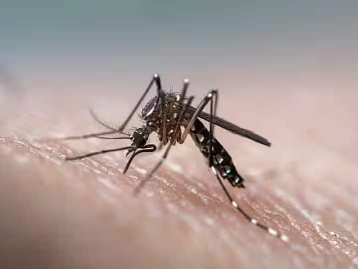 Dengue patients Crossed 200 in Ghaziabad and Gautam Buddha Nagar new cases increased concern of health department UP News: दिल्ली से सटे इन दो जिलों में डेंगू का दंश, मरीजों की संख्या पहुंची 200 के पार, रोजाना आ रहे नए मामले