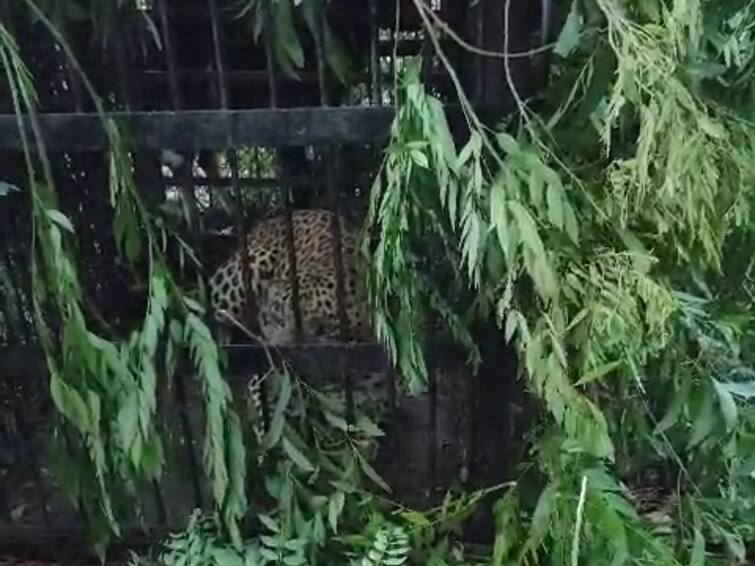 Another leopard trapped in Tirumala officials caught three Cheetahs in a span of 15 days తిరుమలలో చిక్కిన మరో చిరుత - 15 రోజుల వ్యవధిలోనే మూడింటిని పట్టుకున్న అధికారులు