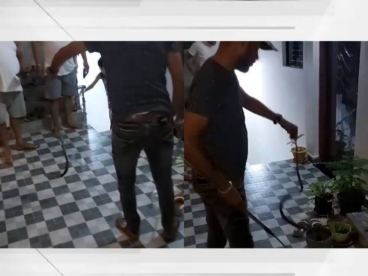 भंडाऱ्याच्या तुमसर शहरातील पद्माकर रहांगडाले यांच्या घरी दुर्मिळ प्रजातीचा मांजऱ्या साप आढळून आला.