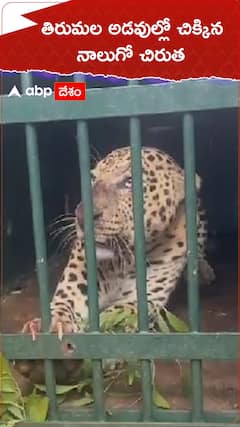 తిరుమలలో నాలుగో చిరుతను పట్టుకున్న అధికారులు