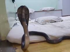 Viral Video: ਹਮਲੇ ਦੀ ਫਿਰਾਕ ਚ ਸਿਰਹਾਣੇ ਥੱਲੇ ਲੁਕਿਆ ਜ਼ਹਿਰੀਲਾ ਸੱਪ, ਜਿਵੇਂ ਹੀ ਸੌਂਣ ਲਈ ਗਿਆ ਵਿਅਕਤੀ ਸੱਪ ਨੇ ਫੈਲਾ ਲਿਆ ਆਪਣਾ ਫਨ ਤੇ ਫਿਰ... ਦੇਖੋ ਵੀਡੀਓ