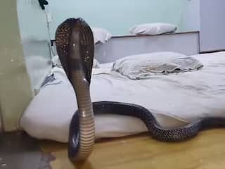 Viral Video: ਹਮਲੇ ਦੀ ਫਿਰਾਕ ਚ ਸਿਰਹਾਣੇ ਥੱਲੇ ਲੁਕਿਆ ਜ਼ਹਿਰੀਲਾ ਸੱਪ, ਜਿਵੇਂ ਹੀ ਸੌਂਣ ਲਈ ਗਿਆ ਵਿਅਕਤੀ ਸੱਪ ਨੇ ਫੈਲਾ ਲਿਆ ਆਪਣਾ ਫਨ ਤੇ ਫਿਰ... ਦੇਖੋ ਵੀਡੀਓ