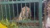 Leopard Caught In Tirumala: ముగిసిన టీటీడీ ఆపరేషన్ చిరుత