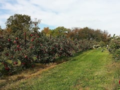 ఉపాధి హామీ పథకంలో భాగంగా పండ్ల తోటల పెంపకం - భారీగా ముందుకొస్తున్న రైతులు