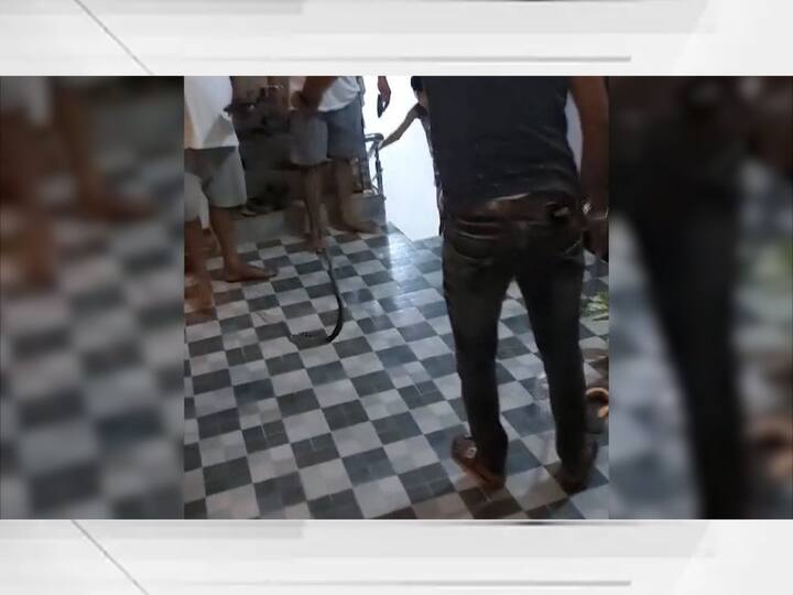 सर्पमित्रानं या दुर्मिळ मांजऱ्या सापाला सुरक्षितरित्या वनविभागाच्या स्वाधीन केलं.