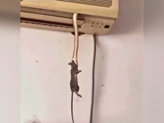 AC की हवा खा रहा था शख्स, तभी उसमें से निकल आया 'जहरीला सांप'...और जिंदा चूहे को दबोचकर भागा, देखें ये खौफनाक Video