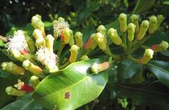 Agriculture News: આ મસાલાની ખેતી કરનારા ખેડૂતો બની ગયા છે રાજા, વર્ષો સુધી થાય છે કમાણી