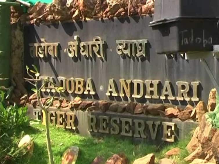 vidarbha tourist tiger reserve spots are full due to consecutive holidays Maharashtra Marathi News लागोपाठ आलेल्या सुट्ट्यांमुळे विदर्भातील व्याघ्र प्रकल्प, पर्यटनस्थळे हाऊसफुल्ल