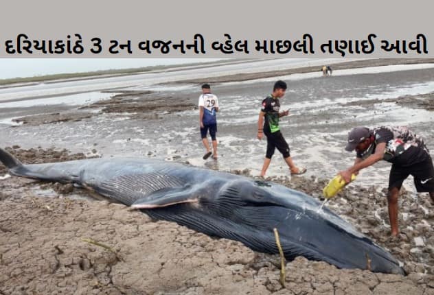 20 foot whale on the beach olpad surat  Surat: ઓલપાડના મોર ગામે દરિયાકાંઠે 3 ટન વજનની વ્હેલ માછલી તણાઈ આવી,  લોકોમાં કુતૂહલ 