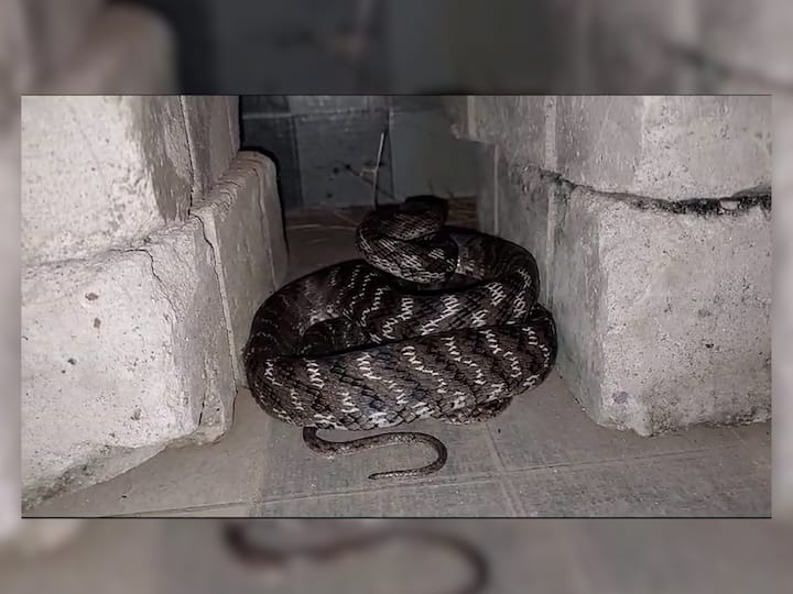 Forsten's Cat Snake Rescue : भंडाऱ्याच्या तुमसर शहरात दुर्मिळ मांजऱ्या साप आढळला.